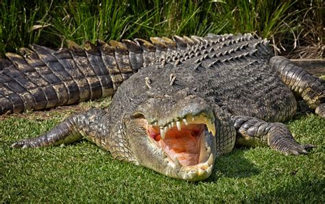 how dangerous are saltwater crocodiles.